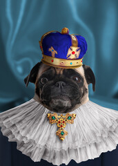Pug dog dressed like royal person against blue background