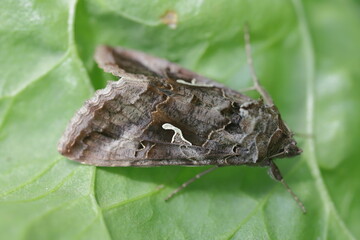 The Silver Y (Autographa gamma) is a migratory moth of the family Noctuidae. Caterpillars of this...