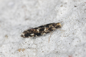 Cork Moth - Nemapogon cloacella is a species of tineoid moth. It belongs to the fungus moth family (Tineidae), Common pests of stored products and pest in homes