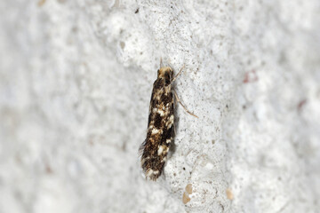 Cork Moth - Nemapogon cloacella is a species of tineoid moth. It belongs to the fungus moth family (Tineidae), Common pests of stored products and pest in homes