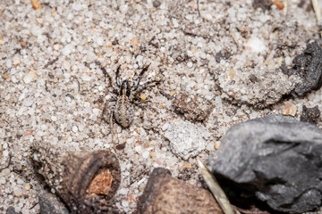 Wolf spider (Lycosidae) camouflaged on a tree, Cape Town, South Africa - Powered by Adobe