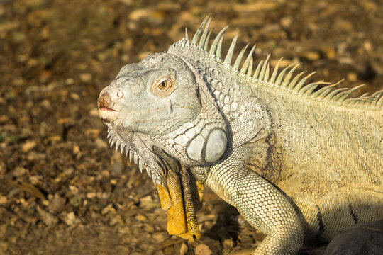 Common iguana, profile, portrait, close-up. Large herbivorous lizard of the iguana family.