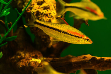 Barbus Denisoni fish in aquarium. (Sahyadria denisonii Day). Fresh water aquarium