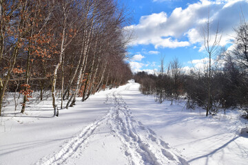 snow covered trees