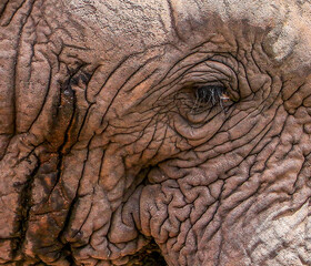 A close-up of the eye and wrinkled skin texture of an African Elephant  - Waterberg, South Africa.