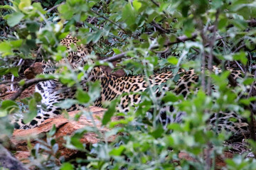 Fototapeta na wymiar A secretive Leopard watching intently from behind the cover of a tree - Waterberg, South Africa.