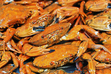 velvet crab  necora cooked , sellfish seafood background