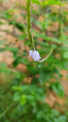 white butterfly on a flower