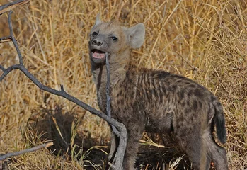 Fotobehang Young spotted hyena cub plays with stick,  Savuti, Botswana, Africa. © Joseph
