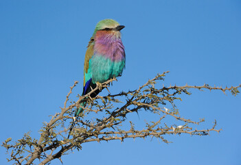 Lilac breasted roller catching early morning sun,  Chobe River, Botswana, Africa.