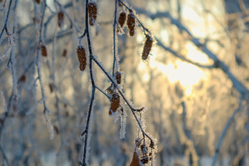 Winter forest at sunset. Branches in frost.