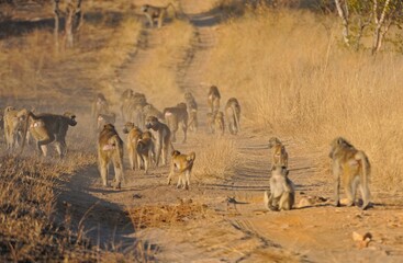 Troop of baboons, Hwange, Zimbabwe, Africa