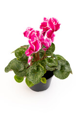 Cyclamen hederifolium, Ivy-leaved cyclamen, sowbread with pink flowers, isolated on white background