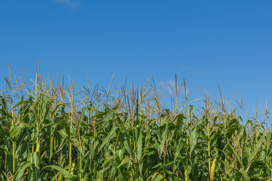 The agricultural land of a green corn farm . ultivated fields. fresh corn cobs .a field of corn. sunny dayshine sky