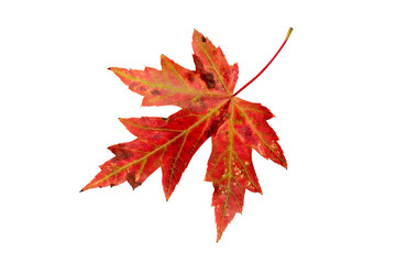 Silver maple or Acer saccharinum red autumn colored leaf