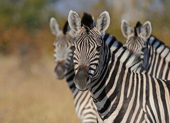 Fototapeta na wymiar Zebras on alert, Matopos, Zimbabwe, Africa