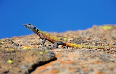 Rainbow lizard in the lichens, Matopos, Zimbabwe, Africa