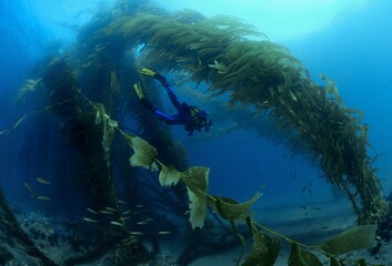 Scuba diver swim through giant brown kelp, Anacapa Island, Califronia, USA, MR - obrazy, fototapety, plakaty