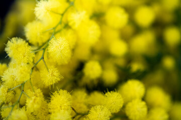 Mimosa de enero 