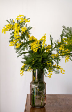 Mimosa de enero 