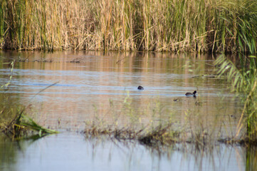 Rippled lake with reed and birds closeup selective focus on foreground