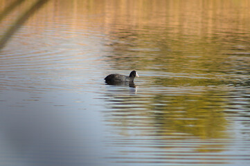 Black scooter swimming on lake with reflections closeup view with selective focus on foreground