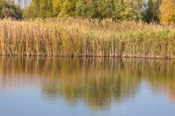 Reed reflecting on rippled lake closeup with selective focus on foreground