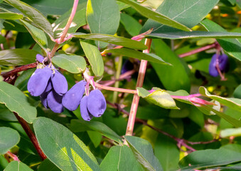 honeysuckle berries inside the bush