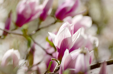 Obraz premium Beautiful magnolia tree blossoms in springtime. Jentle magnolia flower against sunset light.