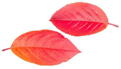 Two leaves of a bush of mountain ash black-fruited mountain ash in autumn red brown yellow in close-up isolated on a white background.