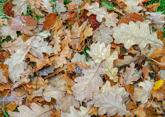 chêne feuilles terre fin automne