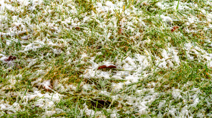 grass is the first snow