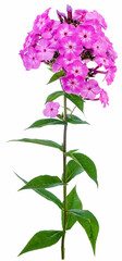 phlox erect pink insulated