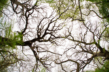Fototapeta premium Old oak branches