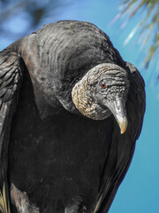 Black Vulture Hunched