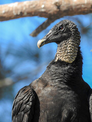 Black Vulture in Tree