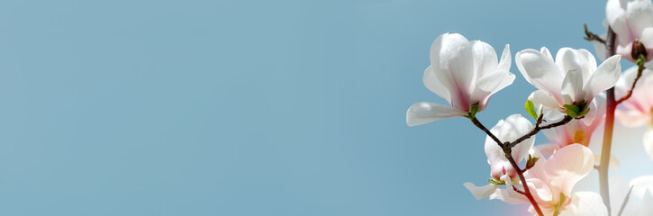 Obraz premium Beautiful magnolia tree blossoms in springtime. Bright magnolia flower against blue sky. Romantic floral backdrop