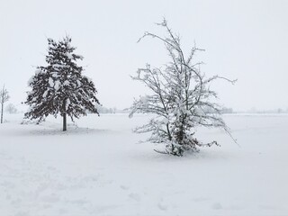 trees in snow