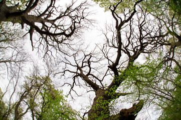 Fototapeta premium Old oak branches
