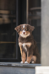 Portrait of a cute miniature Australian Shepherd dog with yellow eyes and a white and chocolate muzzle in the cityscape