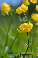 Yellow buds of a Trollius flower or Globe-flower on a blurred natural background