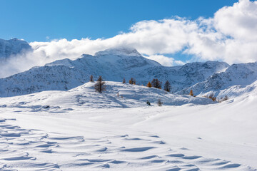 Fototapeta na wymiar Rare woody vegetation high in the snowy Swiss Alps