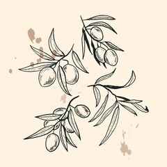 Vector hand drawn set of olive branches isolated on white background