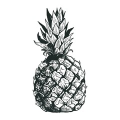 Vector hand drawn sketch of pineapple