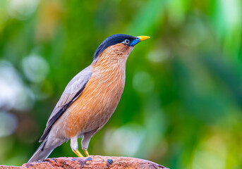 Brahminy Starling in green Back Ground