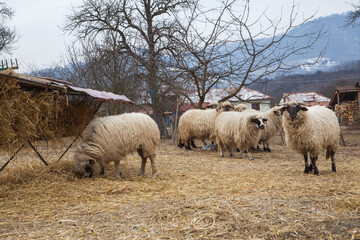 sheep in the pasture
