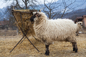 sheep in the pasture