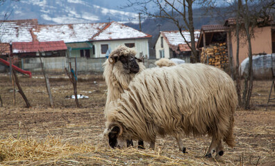 sheep in the pasture