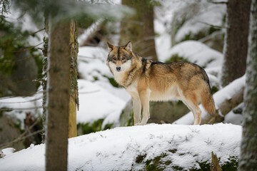 Gray wolf in winter snow forest in the Sumava National Park Czech Republic
