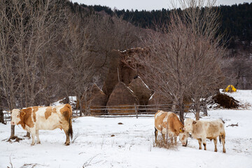 Winter time in Rausadului, Romania